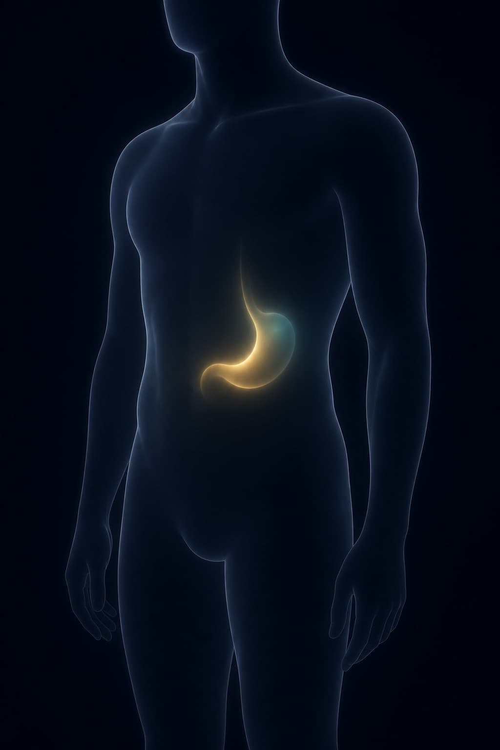 Body outline with a soft glow over the stomach